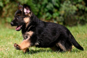 Як назвати хлопчик пастух: рейтинг кращих псевдонімів Як назвати хлопчик пастух: рейтинг кращих псевдонімів